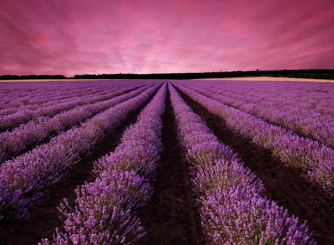 Wallpaper lavender, field, sky, mountain, Provence, France, Europe, 5k, Nature 471147808